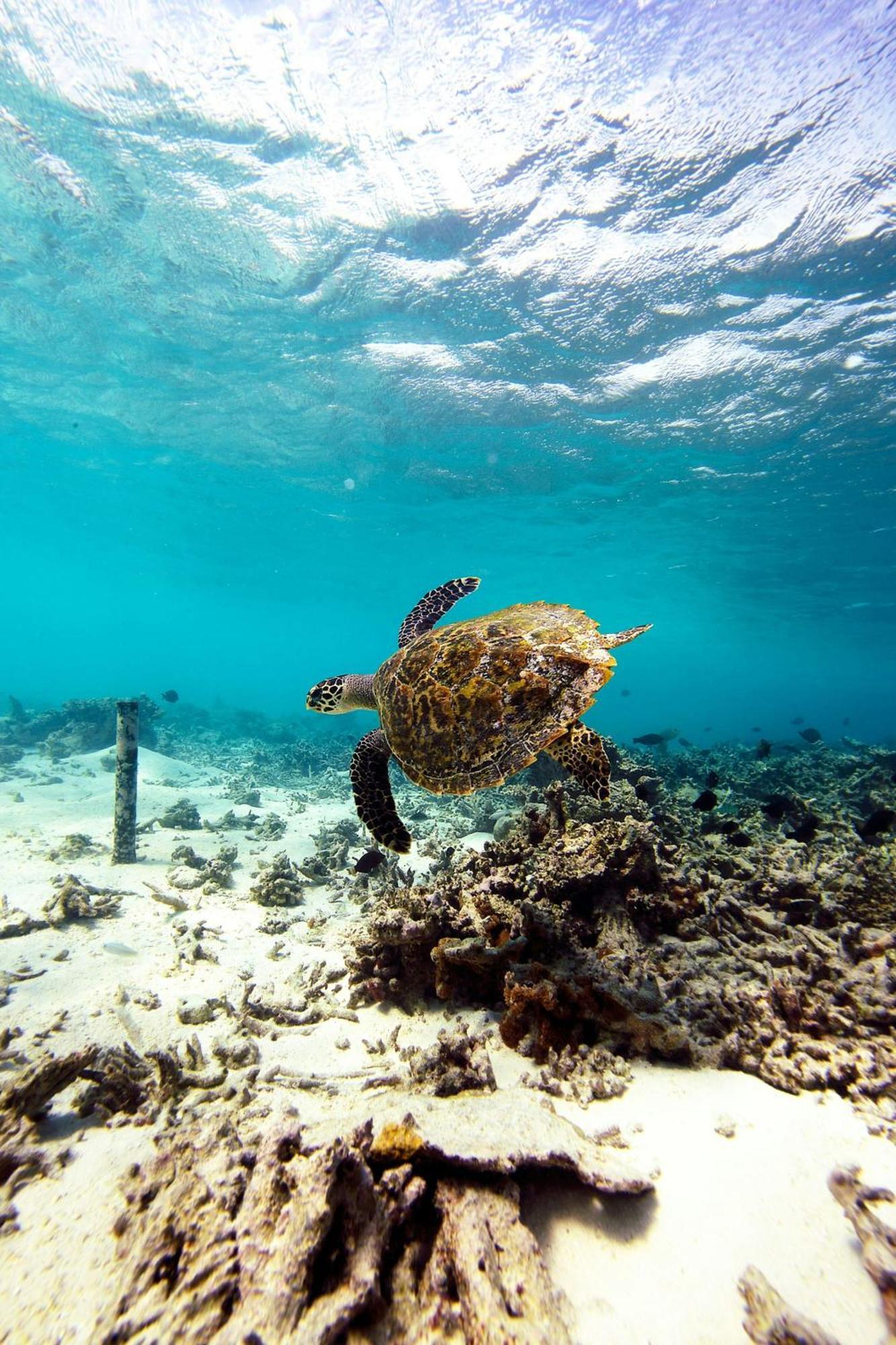Отель W Maldives Fesdu Island Экстерьер фото